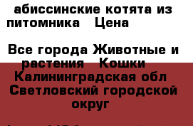 абиссинские котята из питомника › Цена ­ 15 000 - Все города Животные и растения » Кошки   . Калининградская обл.,Светловский городской округ 